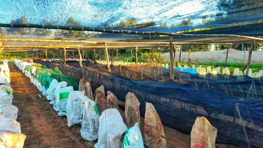 El Niño: Un Fenómeno Climático que Amenaza la Producción Agropecuaria en Paraguay