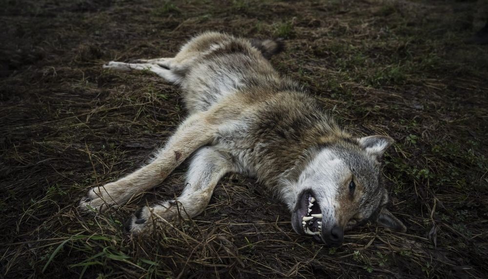 La escasez de sangre en Halland: un llamado urgente a la comunidad y a los políticos